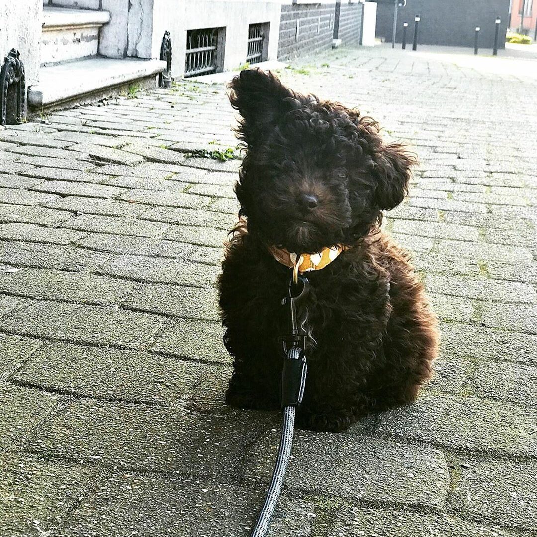 basje_andtherats_B_SG3bMpyl3