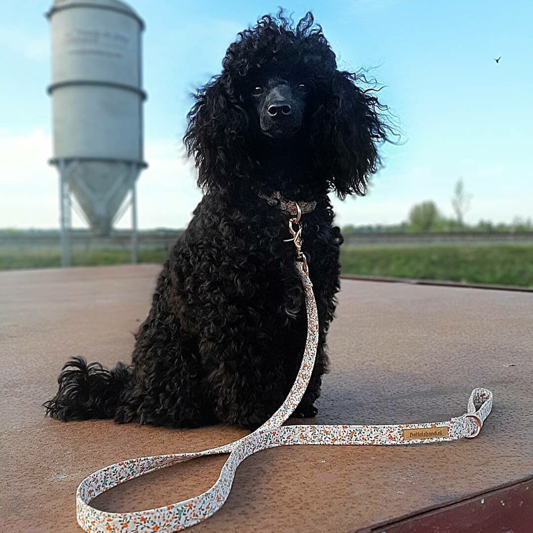 lizzie_the.poodle_B_wVreDp2eT