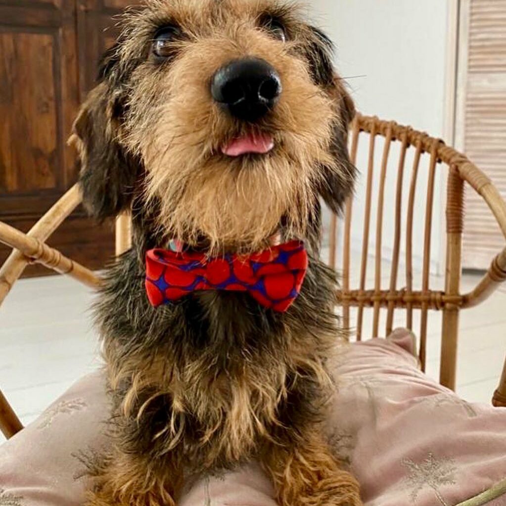 meneer_peer_dwergteckel_B-4tq7xDspS