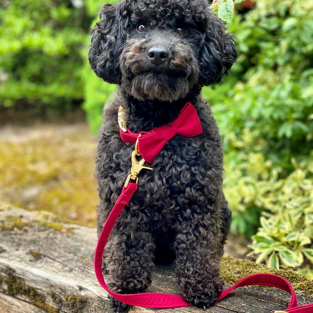 ollie.toy.poodle_B_utigRI8uy