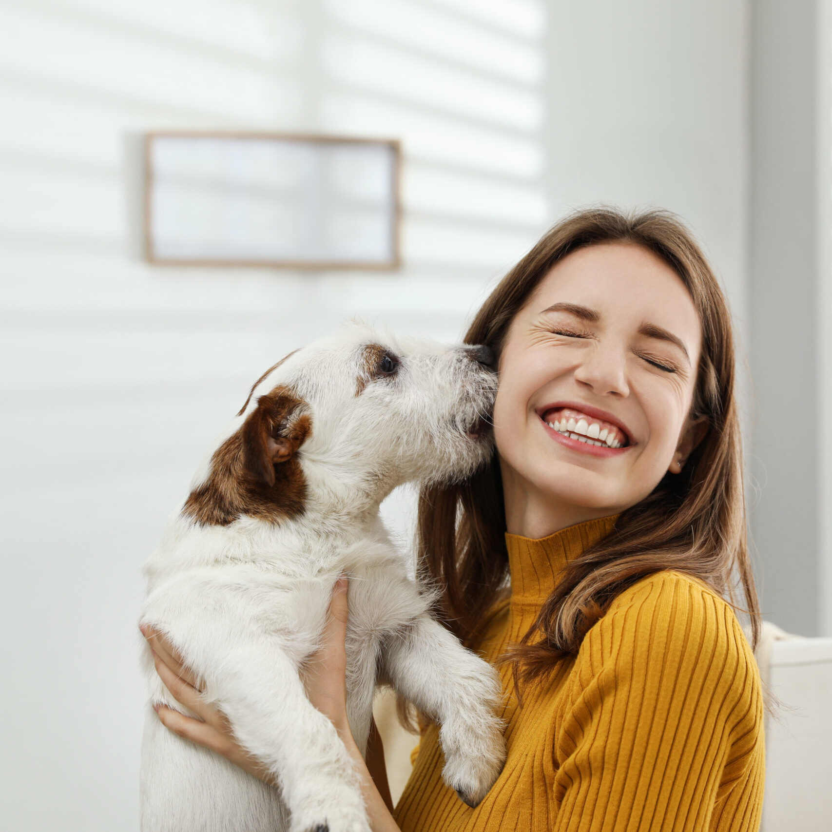 Young,Woman,With,Her,Cute,Jack,Russell,Terrier,At,Home.